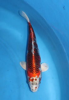 孔雀黄金　通販