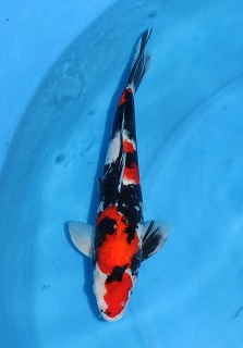 昭和三色　販売