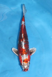 孔雀黄金　販売