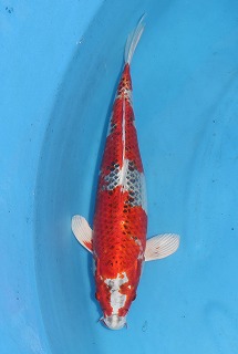 孔雀黄金　販売