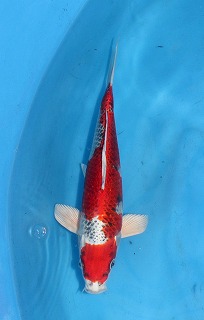 孔雀黄金　販売