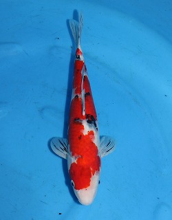 大正三色　錦鯉