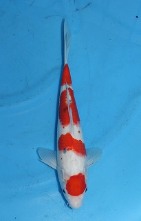 大正三色　錦鯉