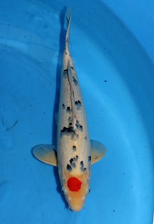 丹頂　大正三色　