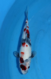 昭和三色　錦鯉