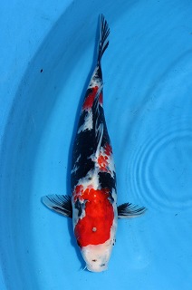 昭和三色　錦鯉