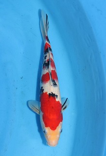 大正三色　錦鯉