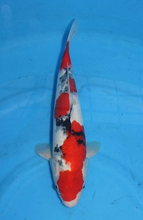 大正三色　錦鯉