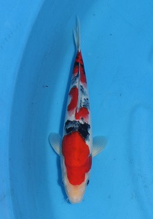 大正三色　錦鯉