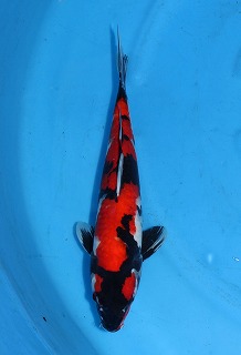 昭和三色　錦鯉