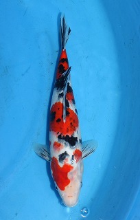 錦鯉　大正三色
