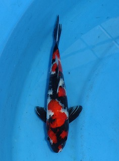 昭和三色　錦鯉