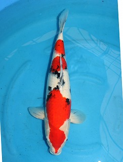 大正三色　錦鯉