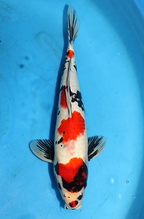 昭和三色　錦鯉