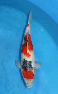 錦鯉　昭和三色