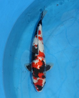 錦鯉　昭和三色