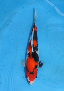 錦鯉　昭和三色