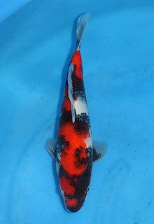 錦鯉　昭和三色