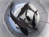 マゴイ 販売,黒鯉 通販