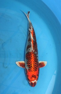 孔雀黄金　錦鯉