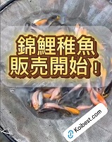 錦鯉稚魚　販売　