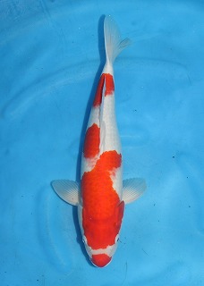 ニシキゴイ　紅白