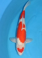 ニシキゴイ　紅白